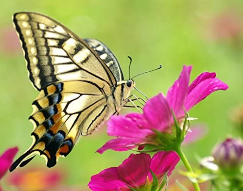 Butterfly Garden Mixed Flower and Herb Seeds