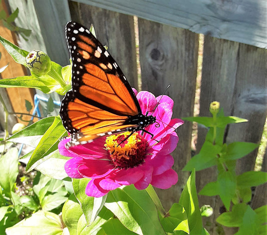 Butterfly Garden Mixed Flower and Herb Seeds