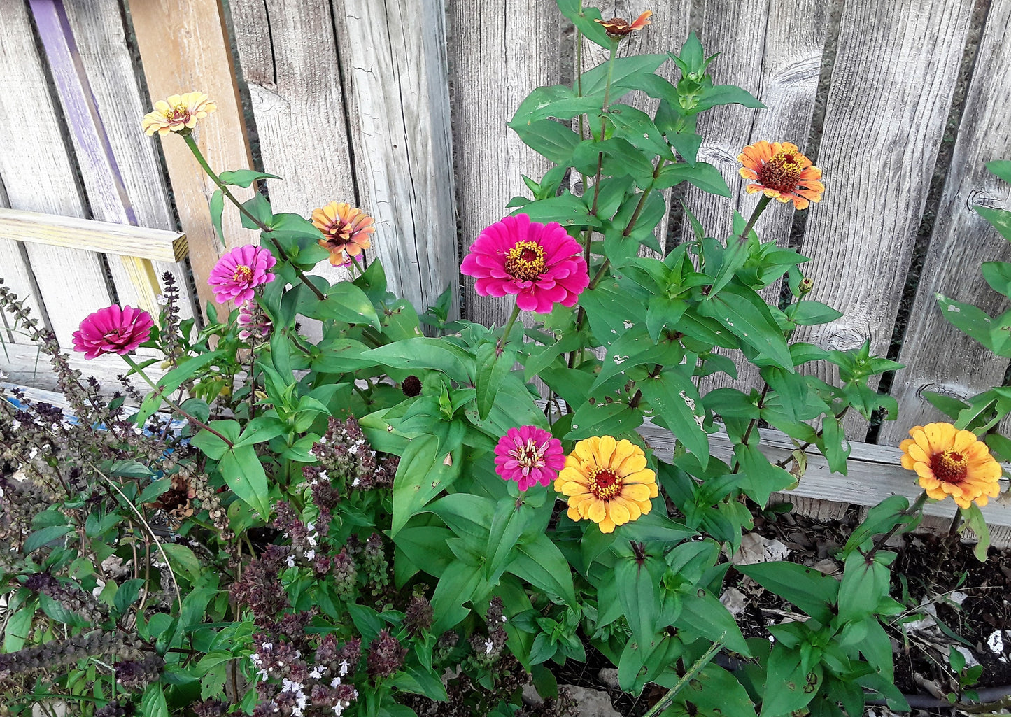 Butterfly Garden Mixed Flower and Herb Seeds