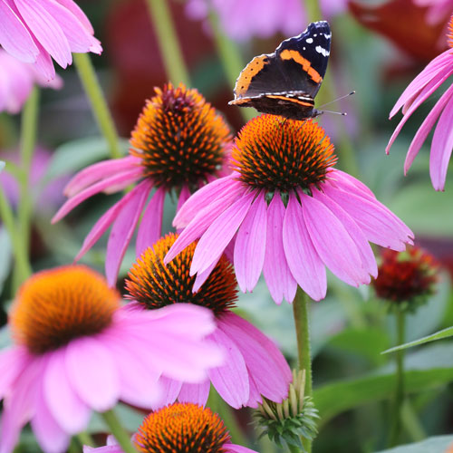 Coneflower Purple Bloom Seeds, Echinacea purpurea