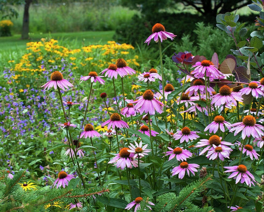 Coneflower Purple Bloom Seeds, Echinacea purpurea
