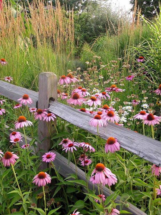 Coneflower Purple Bloom Seeds, Echinacea purpurea