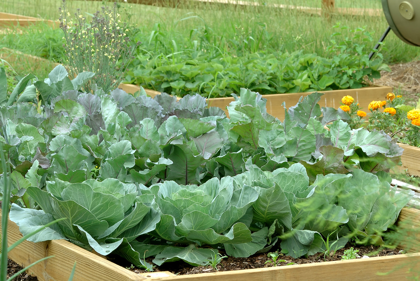 Cabbage Seeds, Early Round Dutch Cabbage