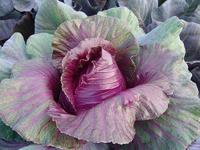 Cabbage Red Kalibos Seeds