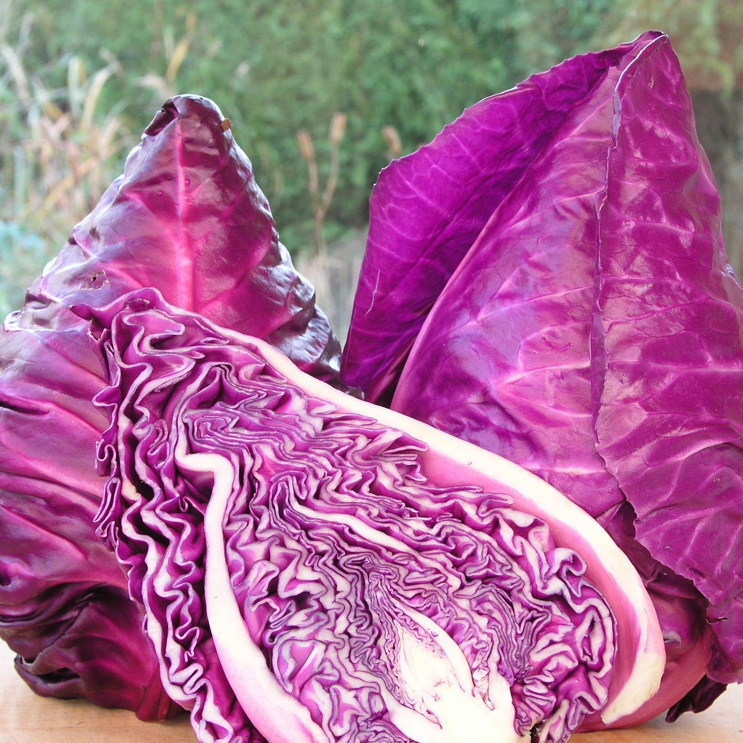 Cabbage Red Kalibos Seeds