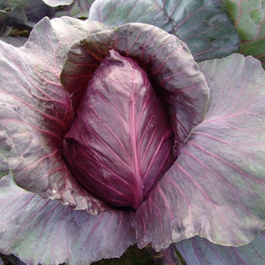 Cabbage Red Kalibos Seeds