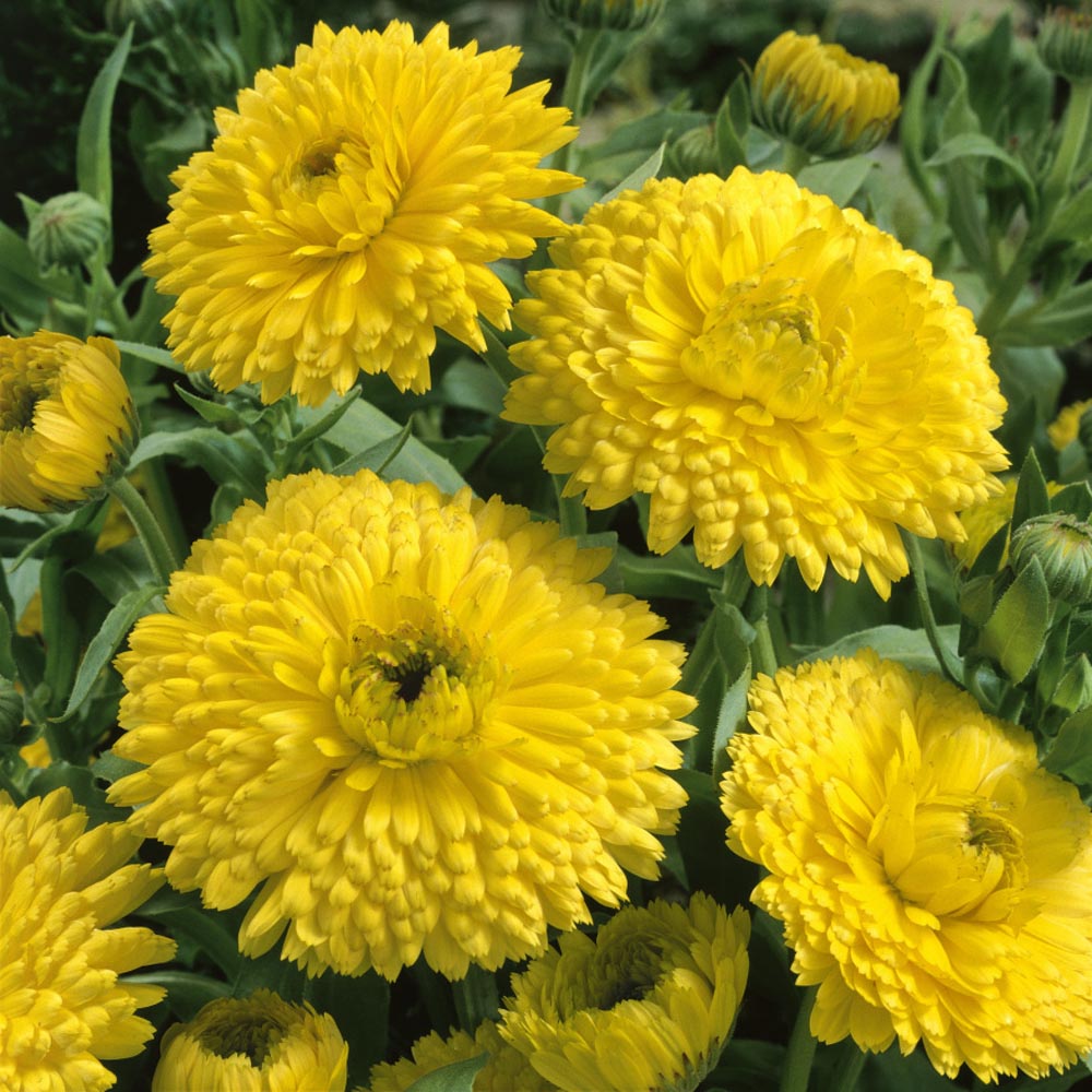 Calendula Golden Emperor