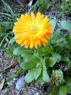 Calendula Golden Emperor