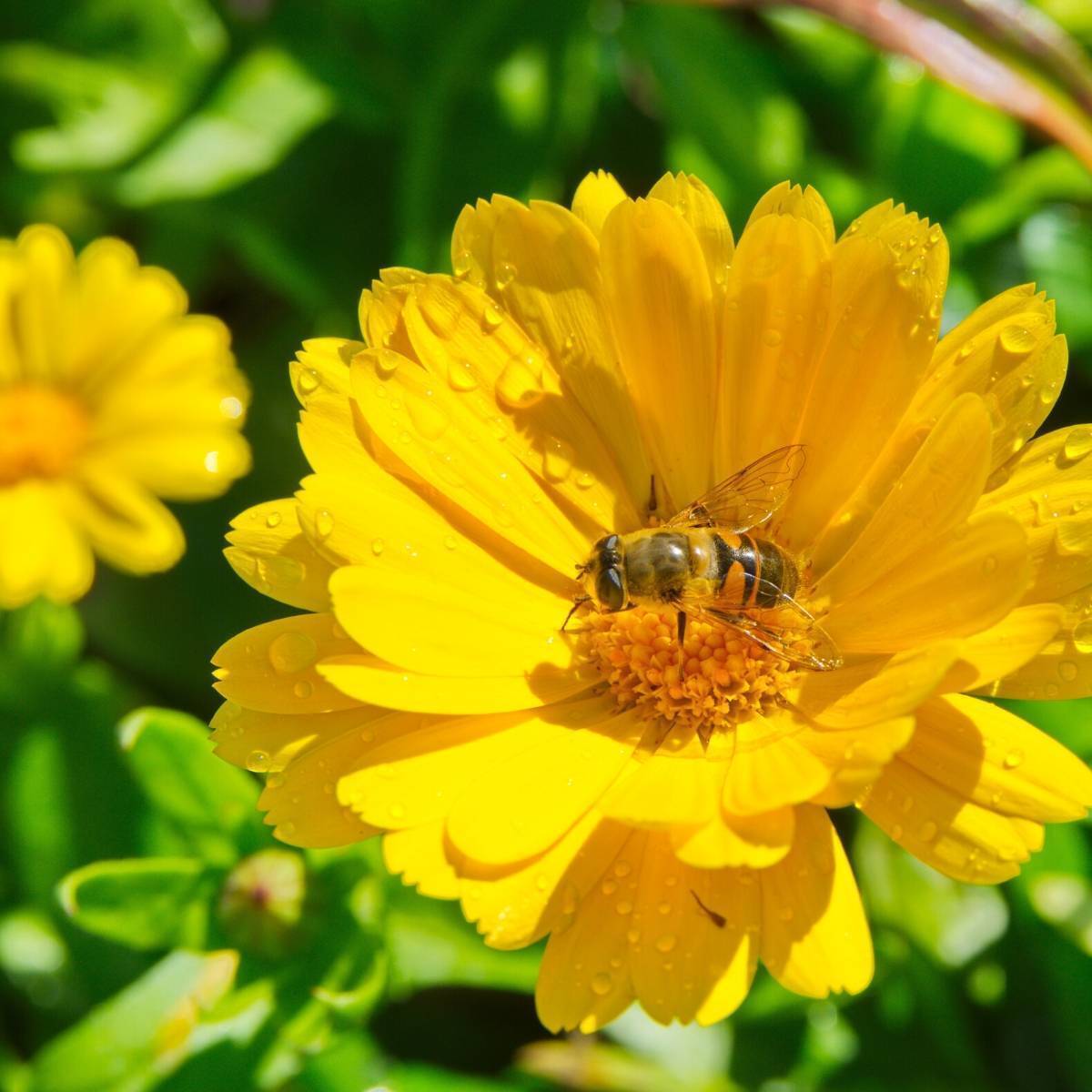 Calendula Golden Emperor