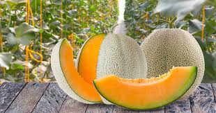 Cantaloupe Iroquois Seeds