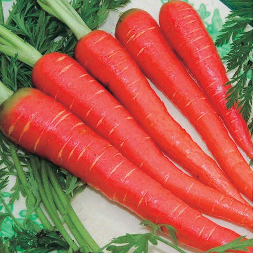 Carrot Seeds, Atomic Red Carrot Seeds