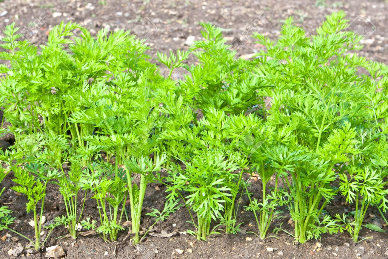 Carrot Seeds, Atomic Red Carrot Seeds