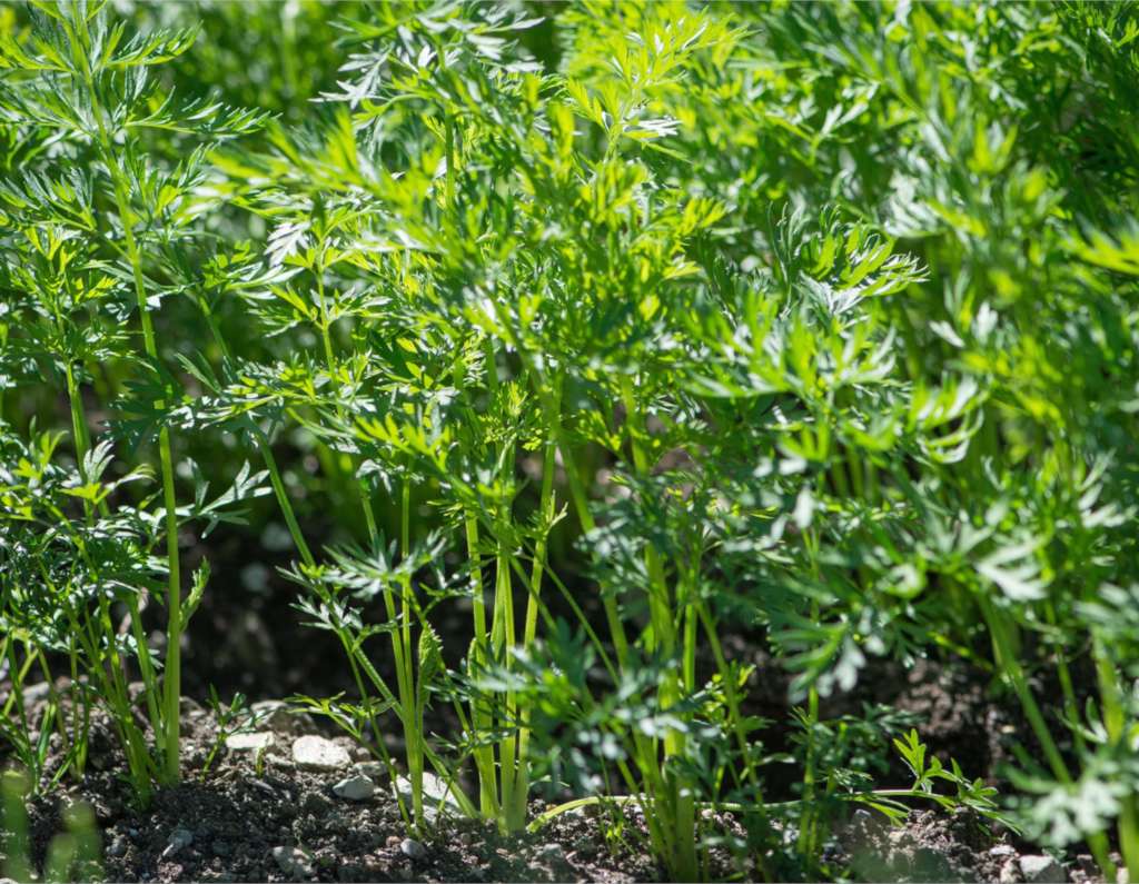 Carrot Seeds, Atomic Red Carrot Seeds