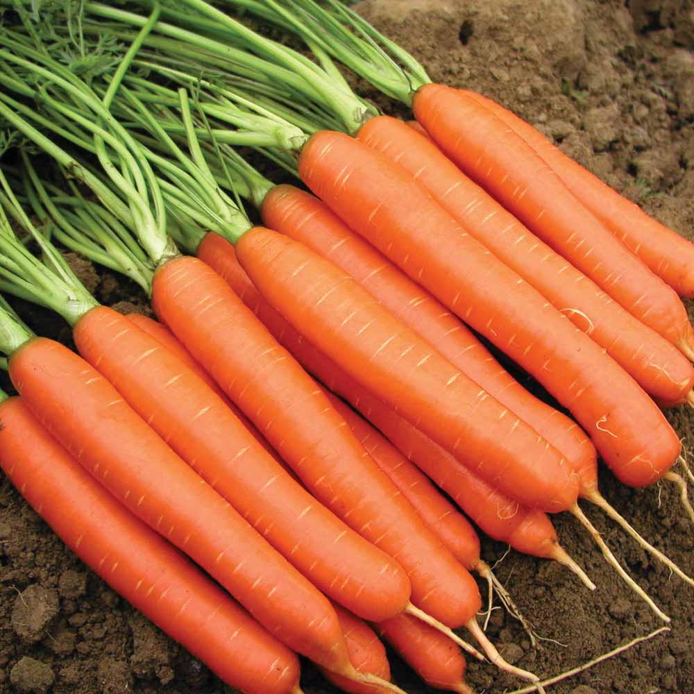 New Gardener Vegetable Starter Kit