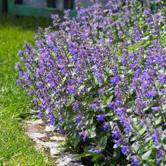 Catmint Herb Seeds
