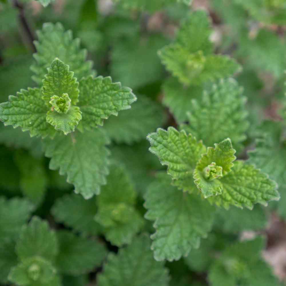 Catmint Herb Seeds