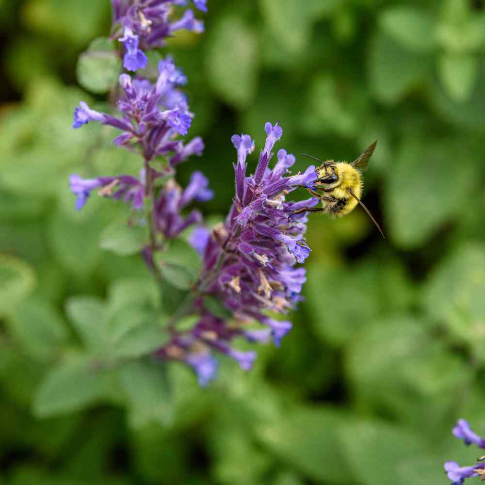 Catmint Herb Seeds