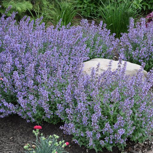 Catmint Herb Seeds