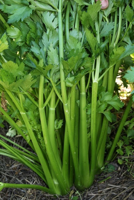Celery, Tendercrisp Celery Seeds