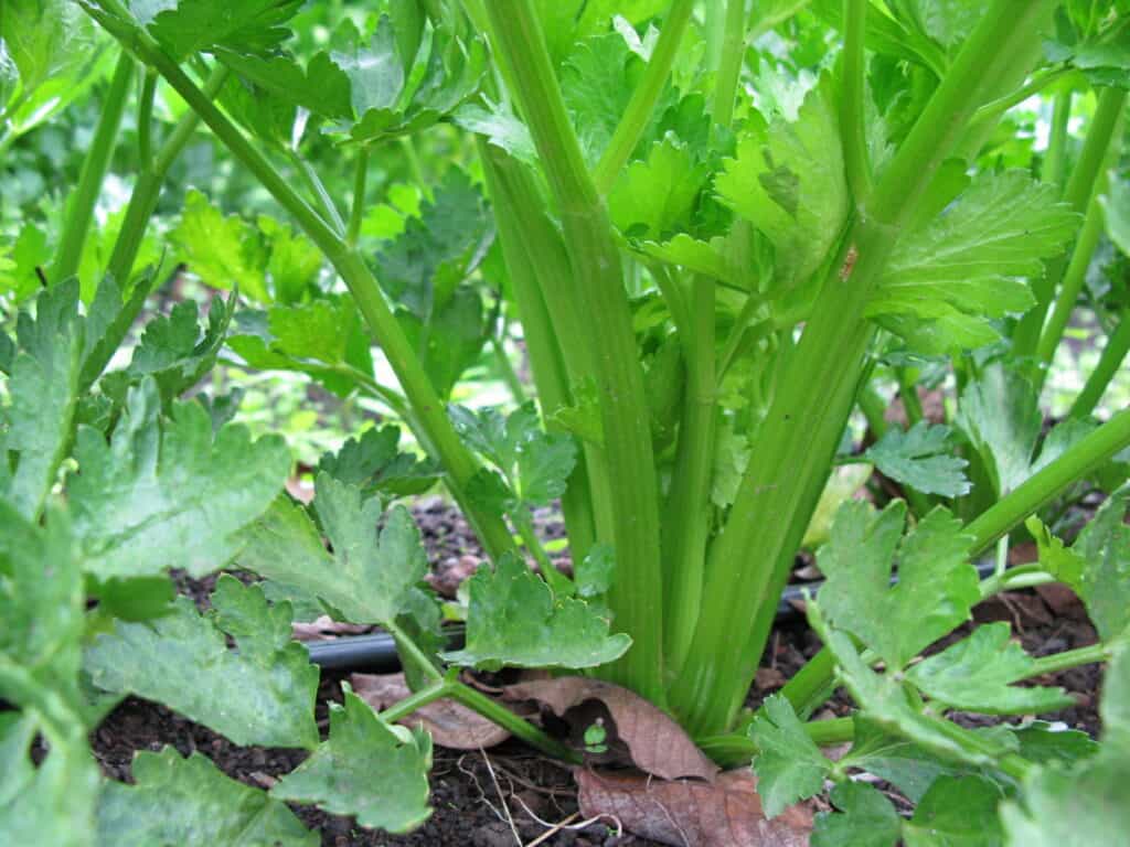 Celery, Tendercrisp Celery Seeds