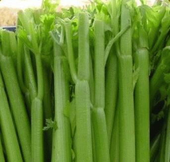 Celery, Tendercrisp Celery Seeds