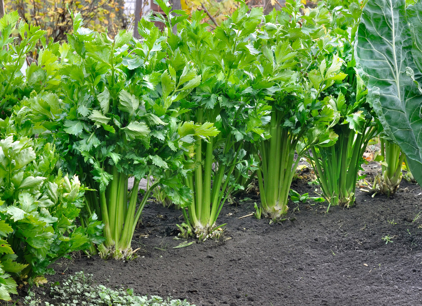 Celery, Tendercrisp Celery Seeds