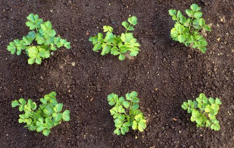 Celery, Tendercrisp Celery Seeds