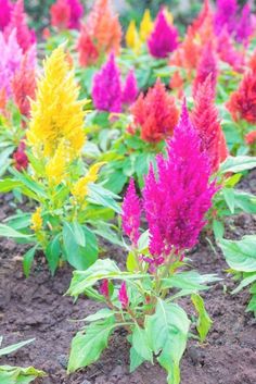 Celosia Seeds, Pink Blooms