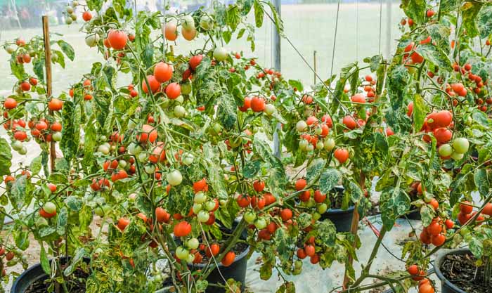 Tomato Seeds, Chadwick Red Cherry Tomato