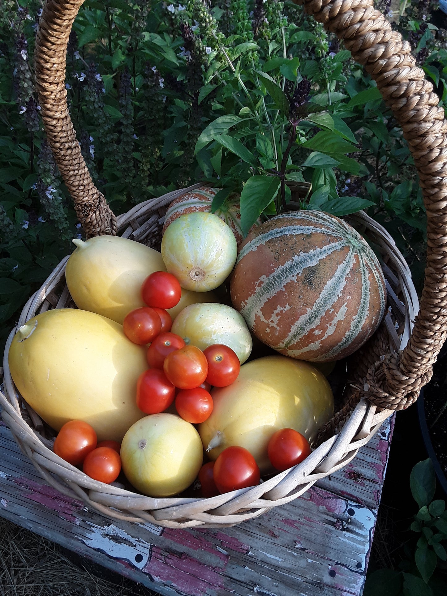 Tomato Seeds, Chadwick Red Cherry Tomato