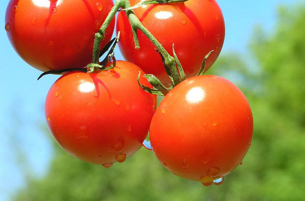 Tomato Seeds, Chadwick Red Cherry Tomato