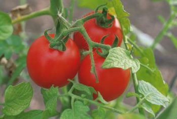 Tomato Seeds, Chadwick Red Cherry Tomato