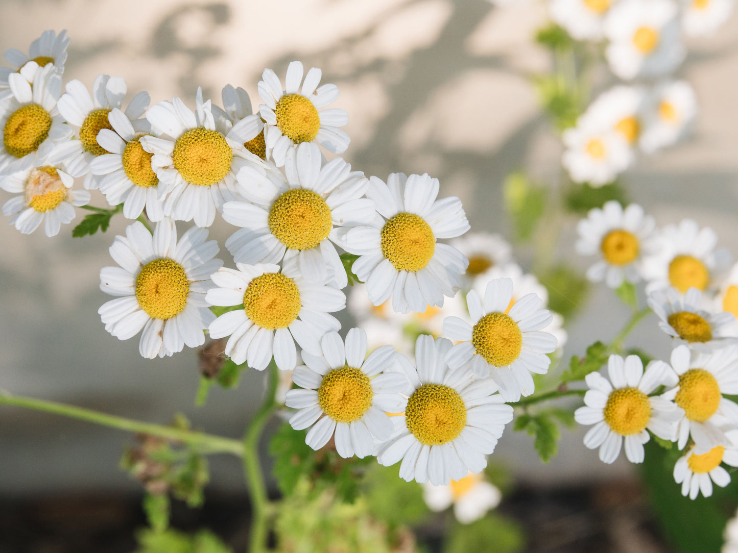 Chamomile, German Chamomile Herb Seeds