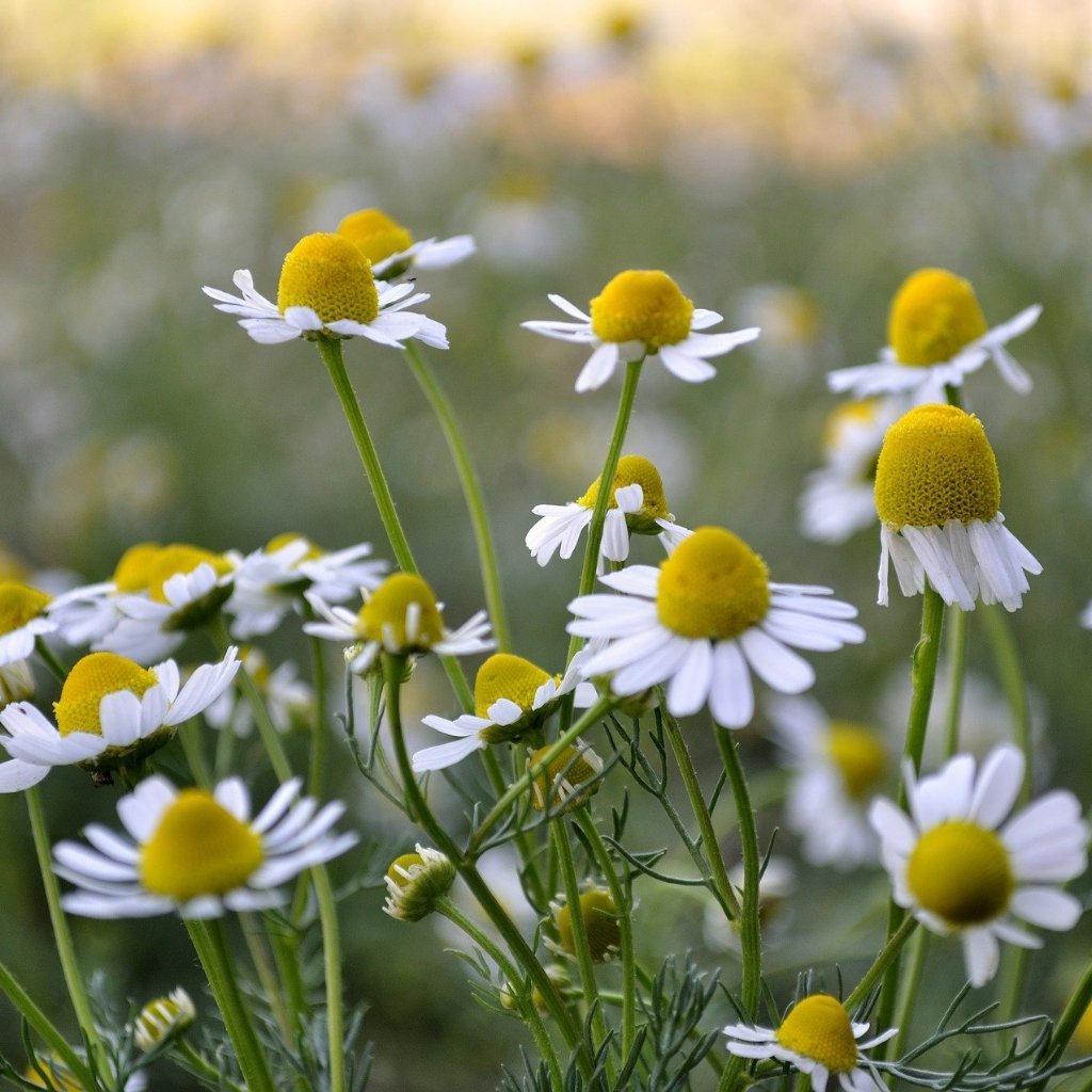 Chamomile, German Chamomile Herb Seeds
