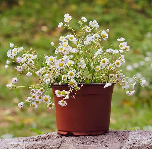 Chamomile, German Chamomile Herb Seeds