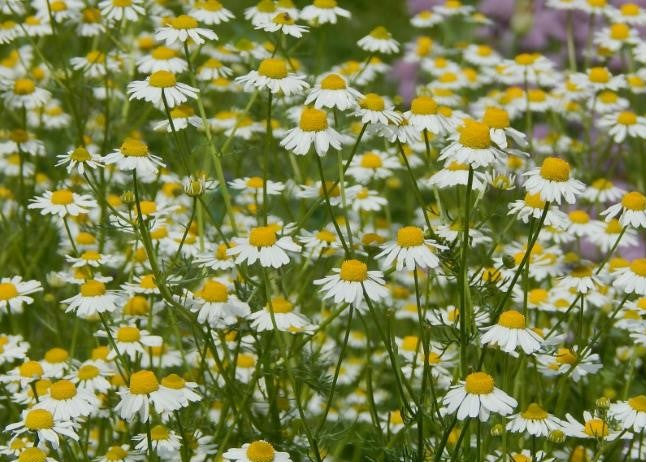 Chamomile, German Chamomile Herb Seeds