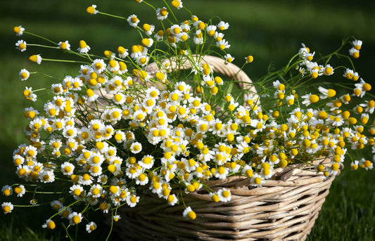 Chamomile, German Chamomile Herb Seeds