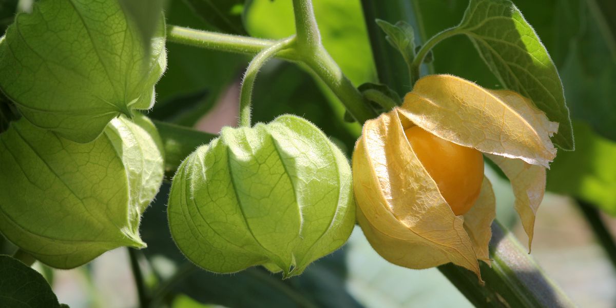 Cherry, Aunt Molly's Ground Cherry Seeds