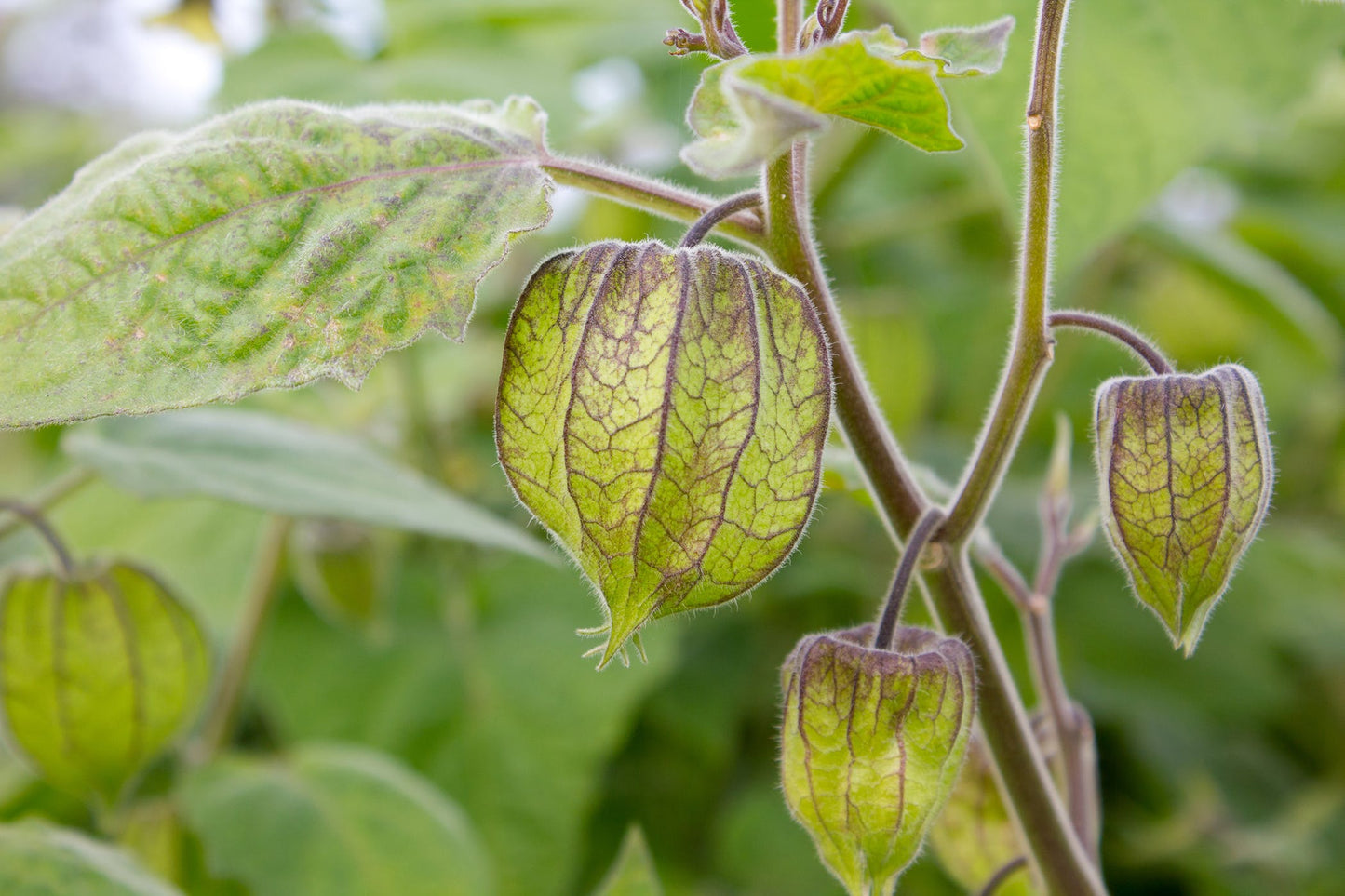 Cherry, Aunt Molly's Ground Cherry Seeds