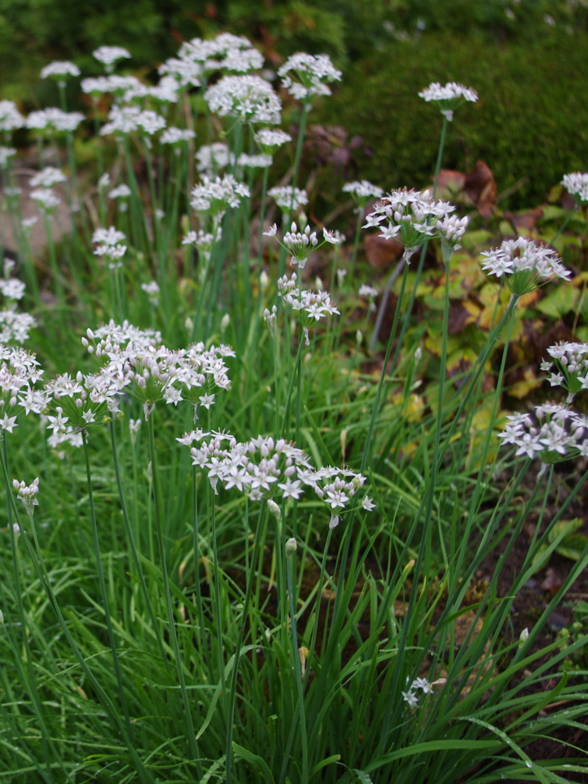 Chives Garlic with White Blossom Seeds