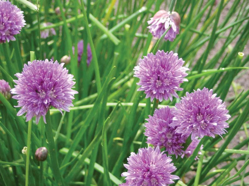 Chives Organic Common with Purple Blossom Seeds