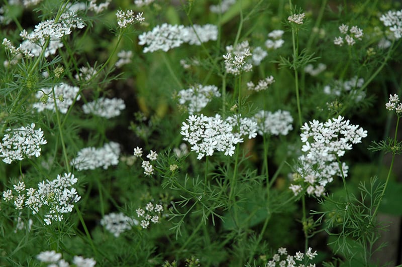 Cilantro Herb Seeds