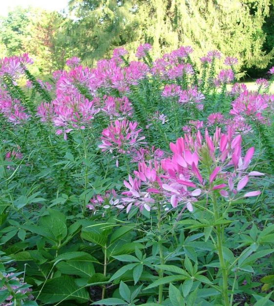 Cleome Hassleriana Rose Queen