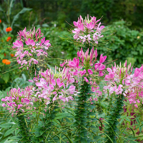 Cleome Hassleriana Rose Queen