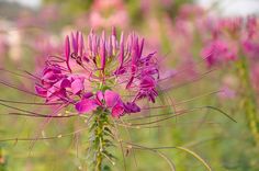 Cleome Hassleriana Rose Queen