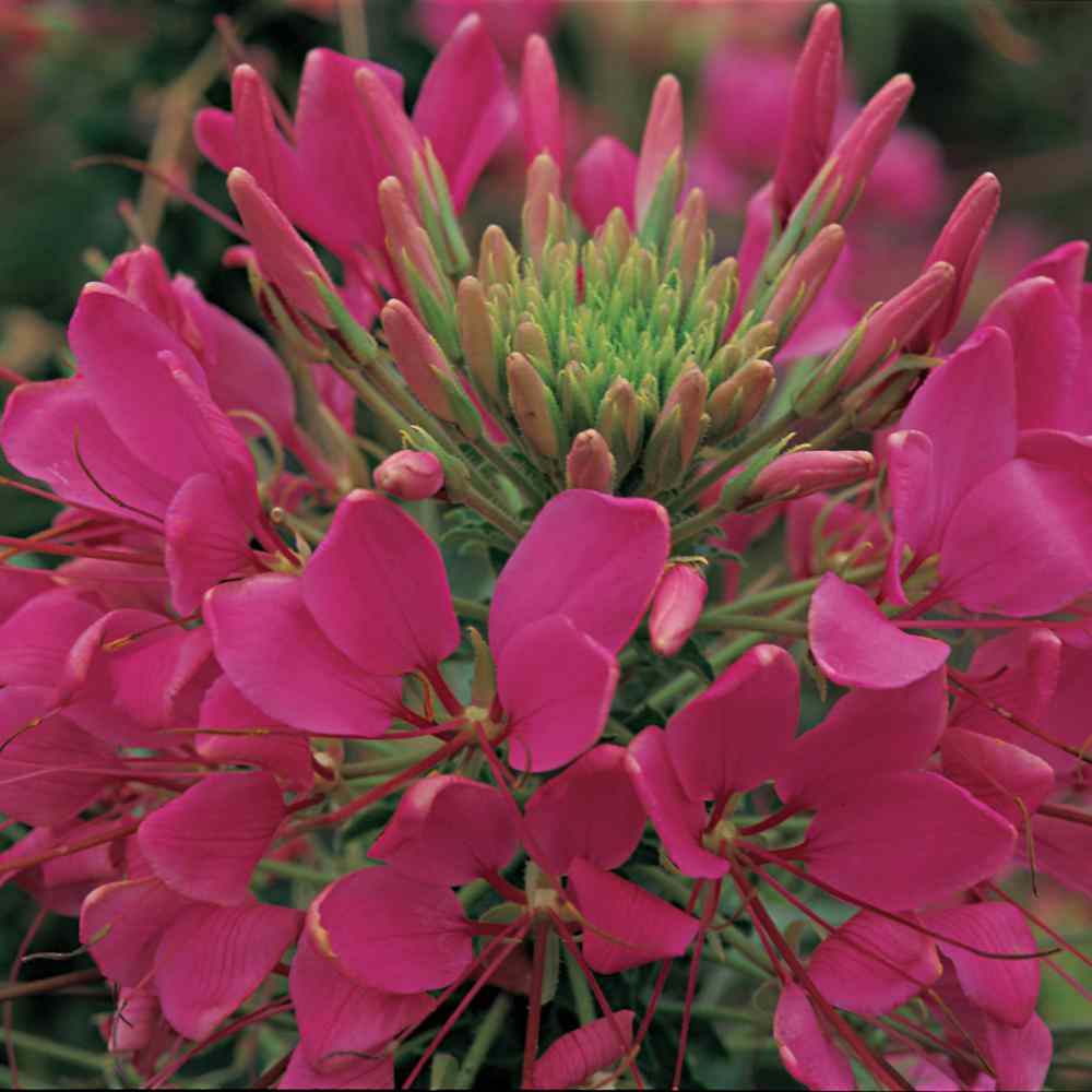 Cleome Hassleriana Rose Queen