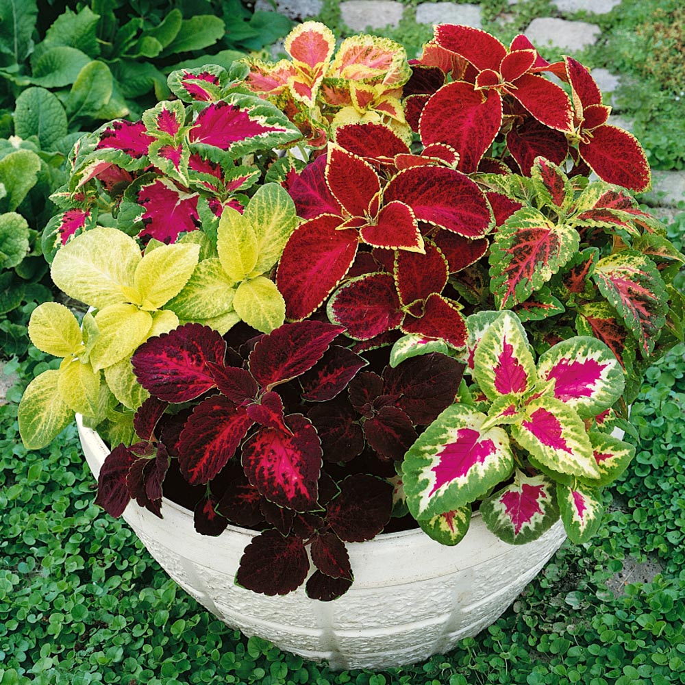 Coleus Rainbow Seeds, Mixed Colors