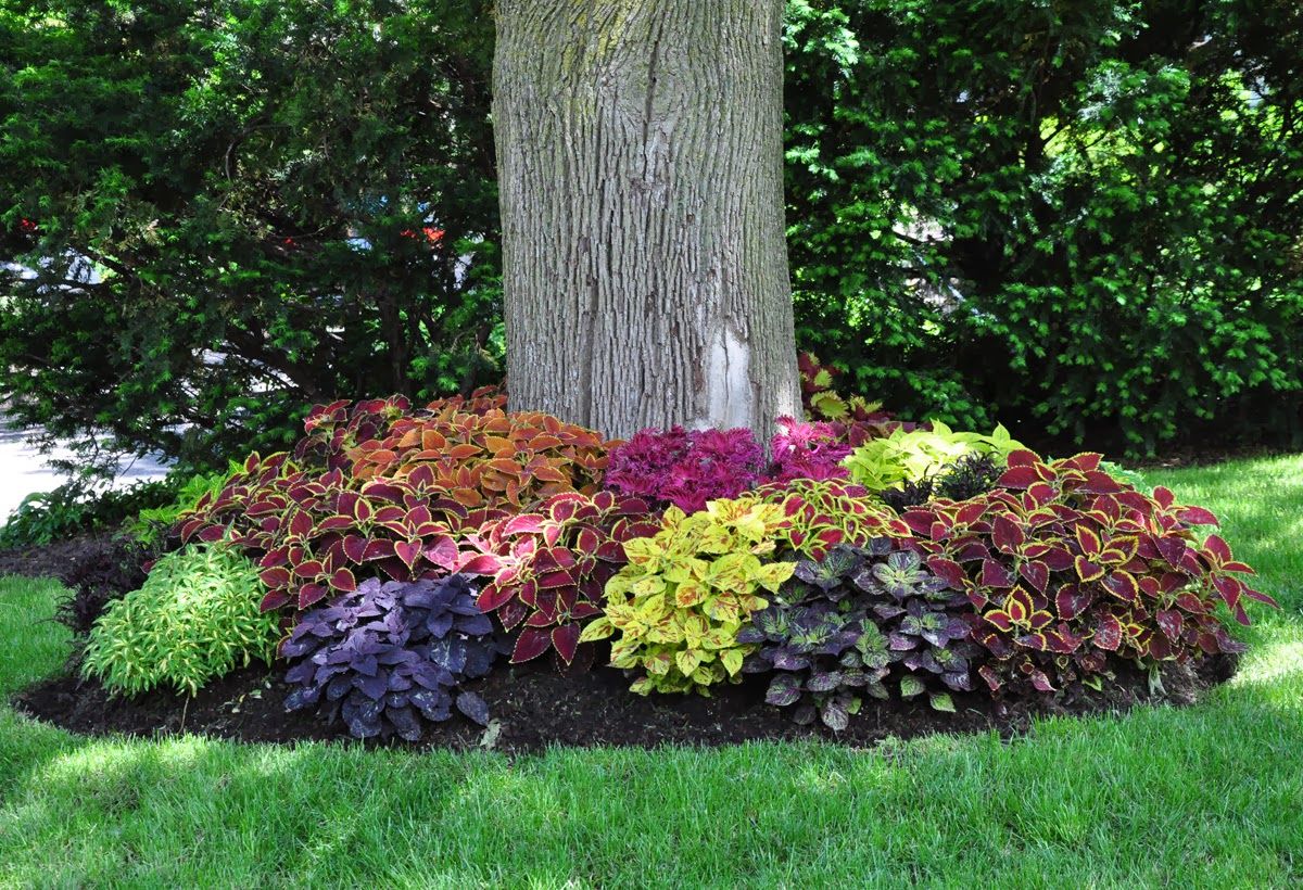 Coleus Rainbow Seeds, Mixed Colors