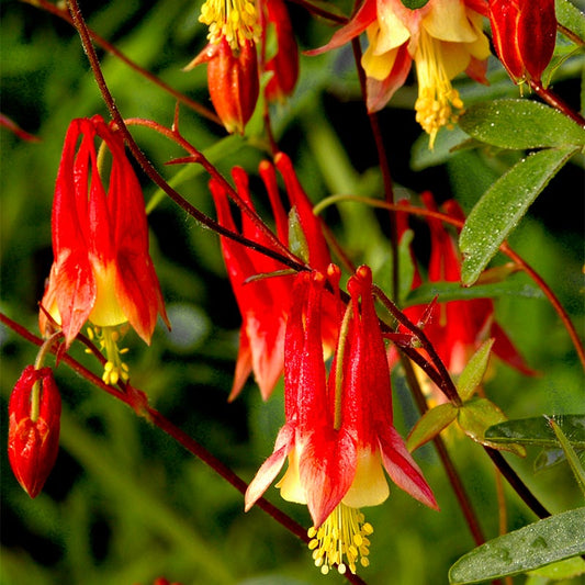 Columbine Eastern Flower Seeds
