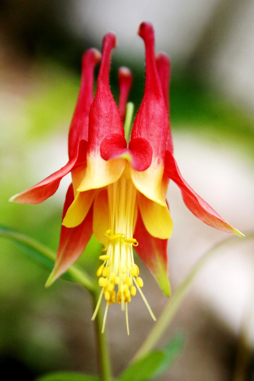 Columbine Eastern Flower Seeds